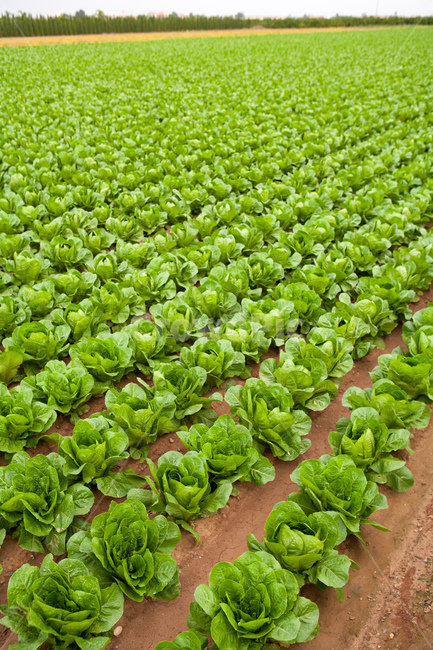 자연,식물,배추,배추밭,풍경,초록,힐링,밭,산업,industry,industrial,농업,농사,agriculture,farming,farming industry