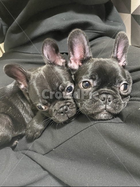 dog,개,animal,동물,pet,프랑스불독,frenchbulldog,불독,귀여운,댕댕이,프렌치불독