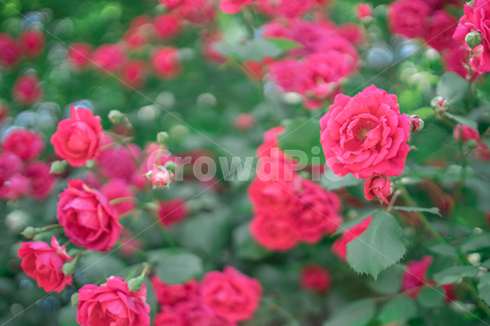 장미,하늘,분홍색,꽃잎,rose,싱그러운,식물,자연,plants,nature,꽃,flower