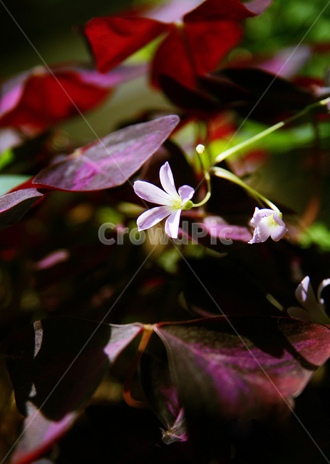leaf,잎,꽃,plant,제라늄,blossom,flower,식물