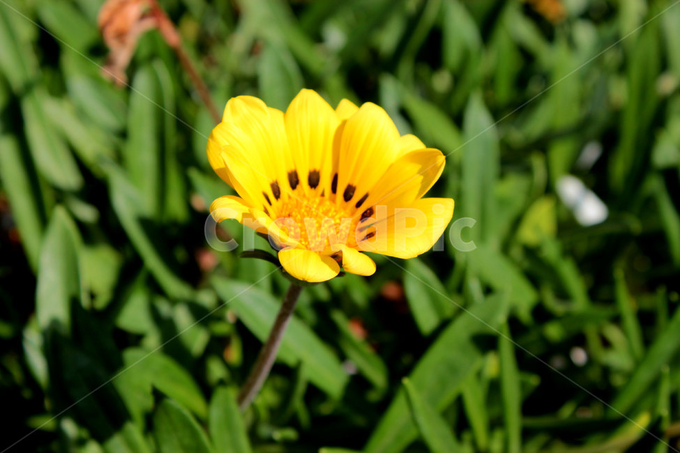 plant,식물,flower,blossom,꽃,식물,자연,plants,nature,꽃,flower