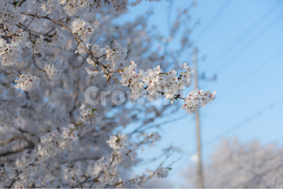 봄,벚꽃,봄꽃,봄풍경,꽃구경,봄,계절,spring,season,식물,자연,plants,nature,꽃,flower,plant,blossom