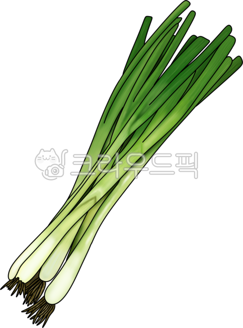 파, 야채, 식물, 채소, 음식, 사진,이미지,일러스트,캘리그라피 - 여우꼬리별작가