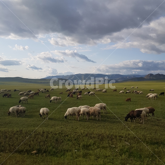 grassland,목초지,field,들,outdoors,옥외,nature,자연,meadow,countryside,방목,몽골,mongolia,테를지,소,풍경,목축업,목장,livestock farming,ranching,pasture