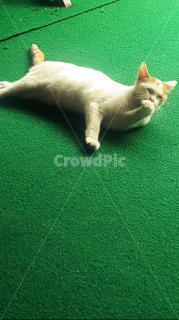 고양이,길냥이,웃음,새침때기,매너냥,동물,animal,포유류,mammal,고양이,cat,kitten,kitty