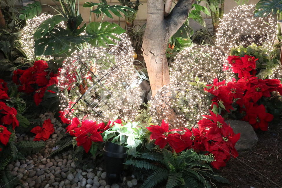꽃,장미,조화,식물,flower,blossom,plant