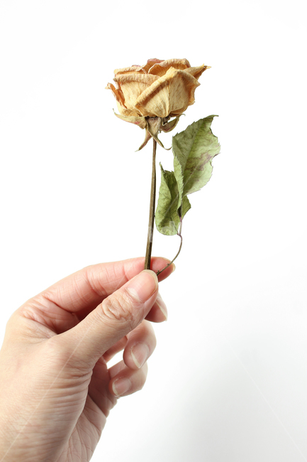 꽃,장미잎,잎,잎사귀,나뭇잎,드라이,드라이플라워,말린,건조,오래된,시든,손,신체,핸드,여자,여자손,손가락,잡기,줄기,노란색,노랑,옐로우,로즈,장미,장미꽃,플라워,흰배경,식물,자연,꽃,flower,사람,인물,인간,human,person,신체일부,몸,body,누끼,remove background