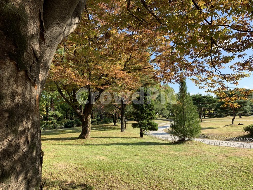 tree,나무,plant,자연,풍경,가을,계절,fall,autumn,season,자연,풍경,nature,landscape,식물,tree trunk,나무 줄기