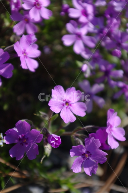 꽃,flower,꽃잔디,계절,봄,spring,식물,plant,자연,nature,식물,자연,plants,nature,꽃,flower