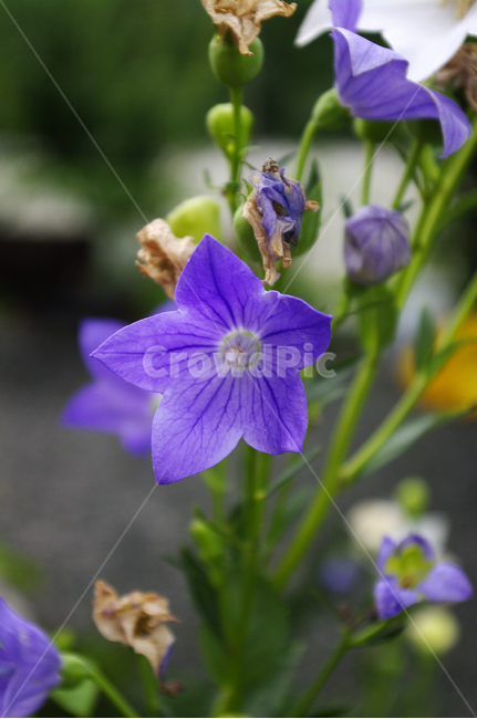 도라지꽃,꽃,flower,식물,plant,식물,자연,plants,nature,꽃,flower