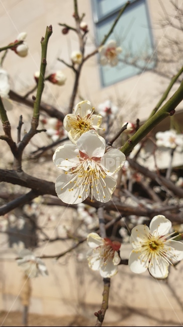 식물,꽃,나무,자연,하늘,flower,식물,자연,plants,nature,꽃,flower