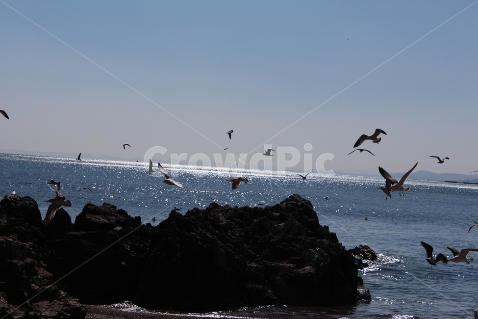 바다,갈매기,동물,조류,자연,자연,풍경,nature,landscape,동물,animal,조류,새,birds,leisure activities,레저 활동,adventure,모험,bird,flying,나는