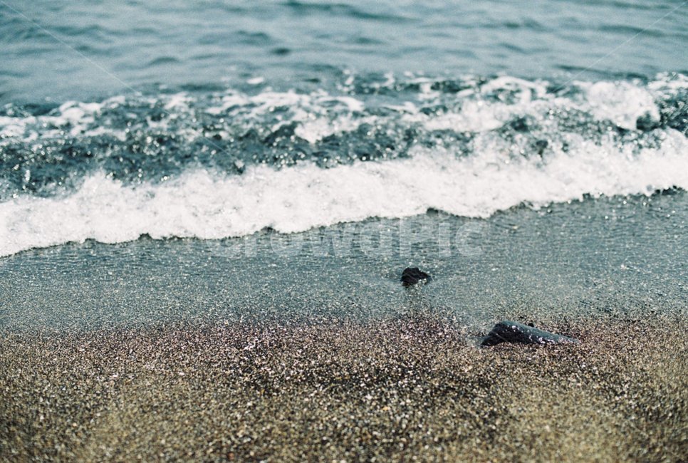 파도,물결,nature,자연,outdoors,sea,대양,ocean,물,바다,자연,풍경,nature,landscape,옥외,water,bird,새,animal,동물