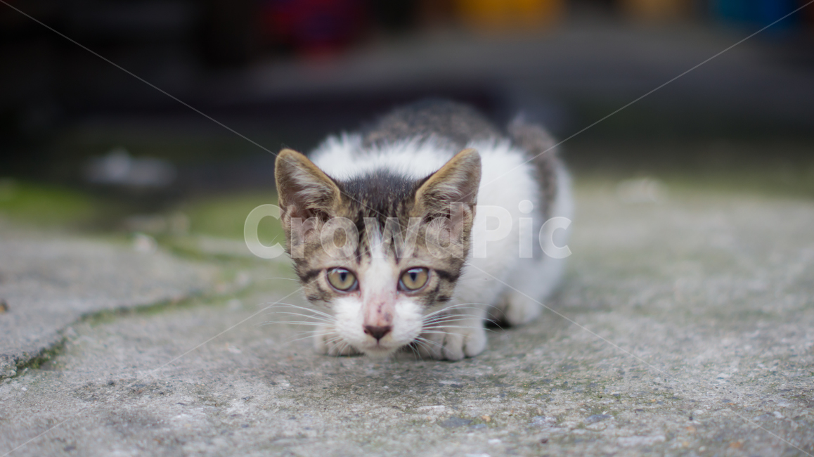 고양이,길고양이,고양이새끼,새끼고양이,포유류,동물,반려동물,애완동물,cat,pet,animal,mammal,kitten,kitty,동물,animal,포유류,mammal,고양이,cat,kitten,kitty