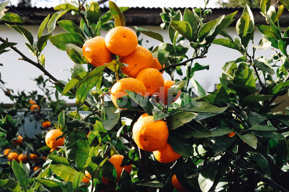 감귤,귤,제주도,제주,제주귤,과일,귤나무,비타민,과일,열매,fruit