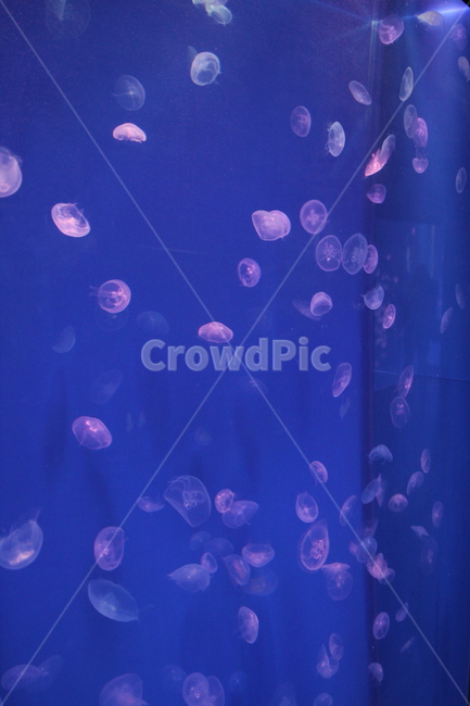 해파리,jellyfish,해파리수영,해양동물,수중해파리,아쿠아리움