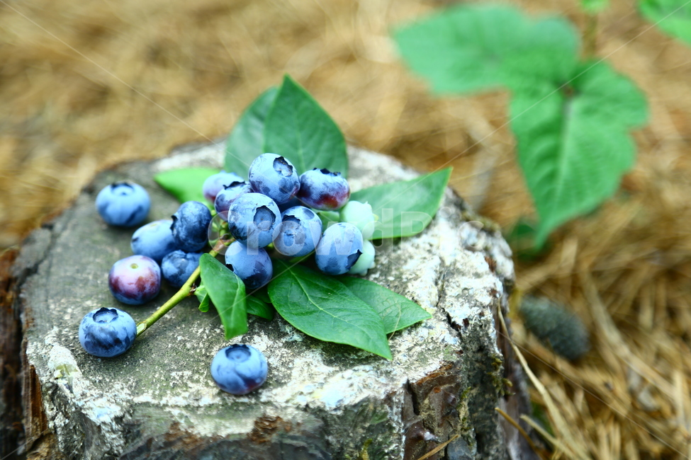 블루베리,베리,과일,blueberry,berry,fruit,food,sweet,fresh,음식,식재료,요리,food,cook,meal,dishes,food reserves,과일,열매,fruit,감성,sensible,feeling