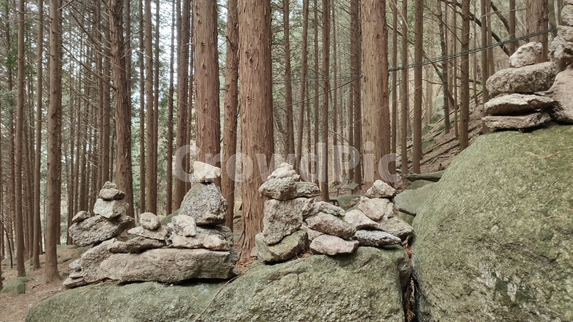 cypress,편백나무,편백,측백나무,노송나무,히노끼,피톤치드