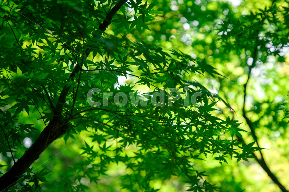 나무,풀,초록,잎,나뭇가지,자연,여름,잎사귀,그린,green,nature,tree,plant,식물,자연,plants,nature