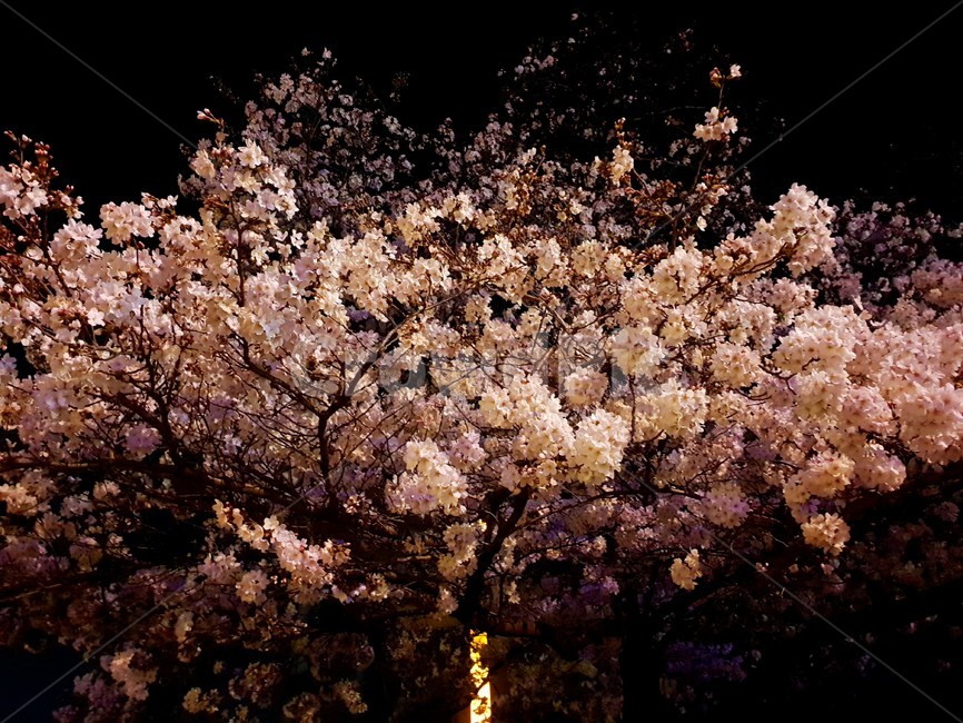 벚꽃,꽃,blossom,식물,plant,봄,flower,cherryblossom