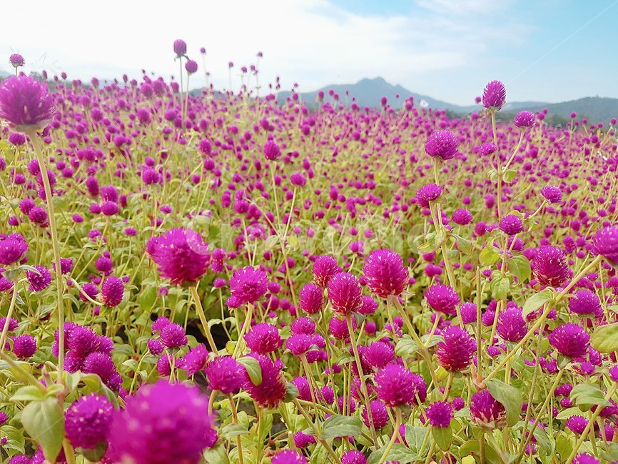 flower,꽃,천일홍,식물,가든,감성