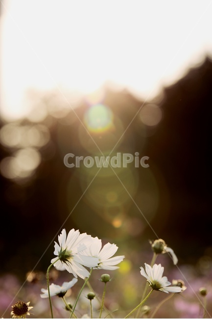 코스모스,cosmos,white,flower,sunlight,플래어,햇빛,오후,공원,식물,자연,plants,nature,꽃,flower,휴식,힐링,rest,relaxation,healing