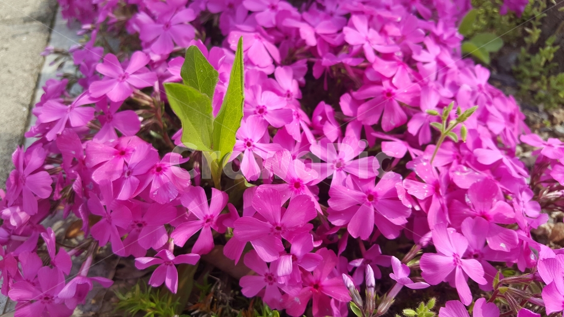 flower,plant,식물,blossom,꽃,geranium,제라늄,코스모스,가을,싱그러움,warm,식물,자연,plants,nature,꽃,flower