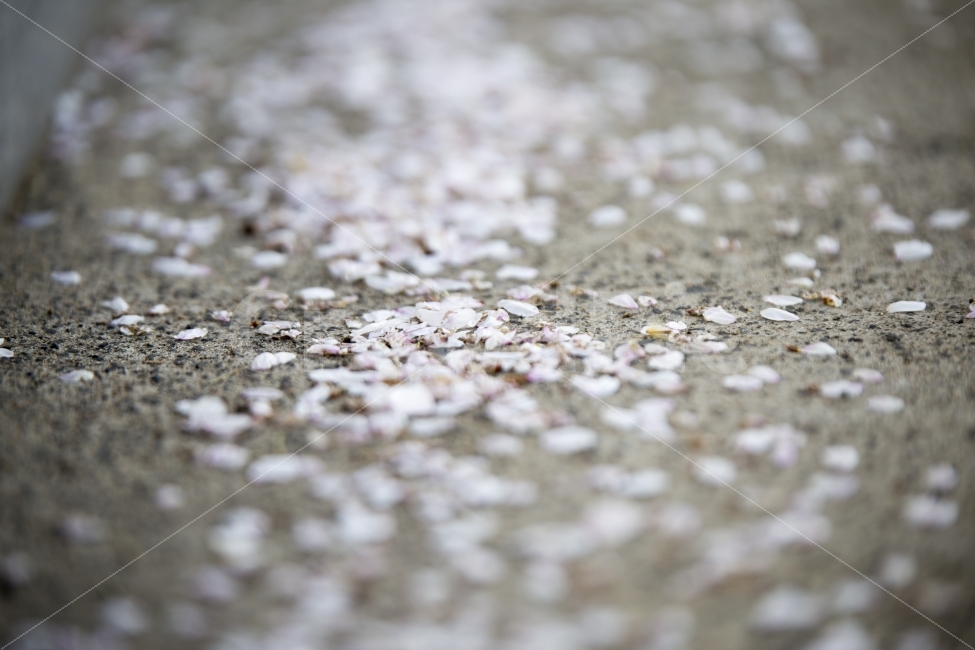 벚꽃,봄꽃,봄날,봄,벚꽃엔딩,꽃,자연,spring,nature,cherryblossom,ending,봄,계절,spring,season,감성,sensible,feeling