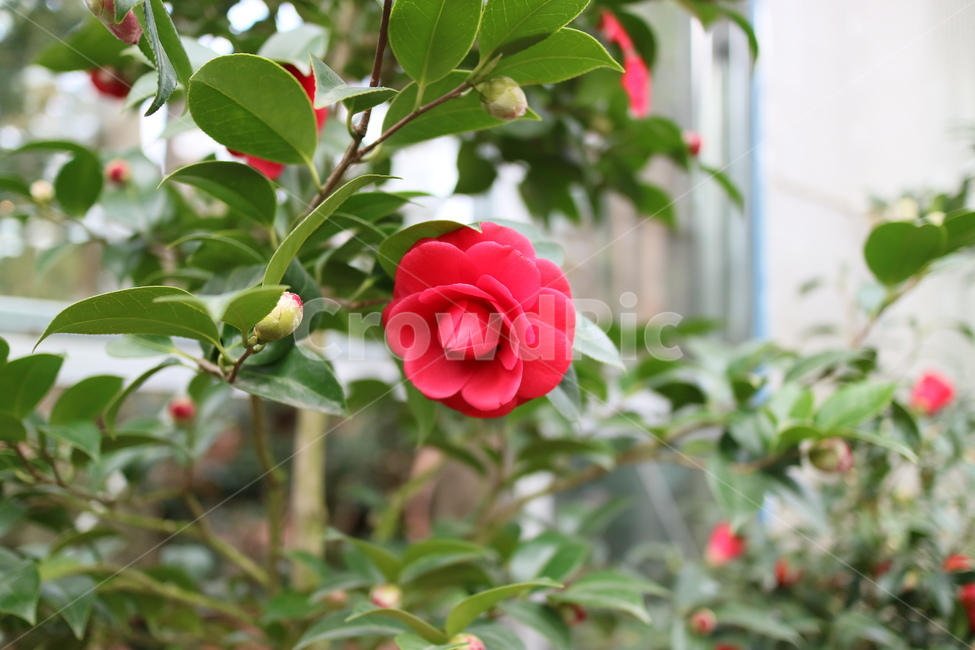 감성,rose,장미,blossom,flower,꽃,plant,식물