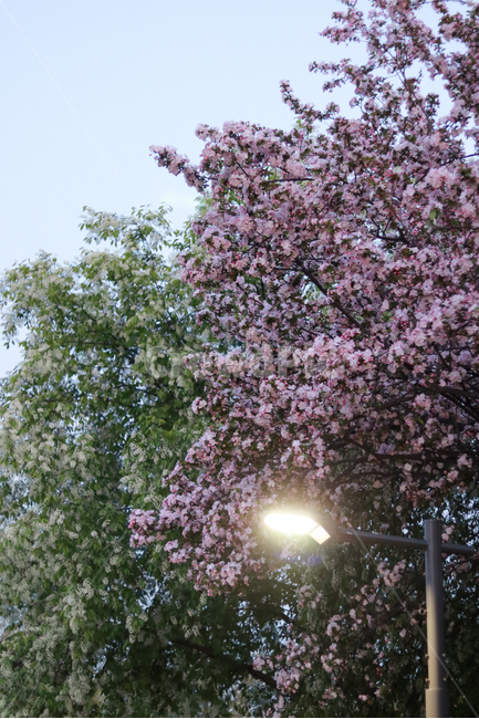 봄,꽃,저녁,산책,분홍,겹벚꽃,봄,계절,spring,season,자연,풍경,nature,landscape,plant,식물