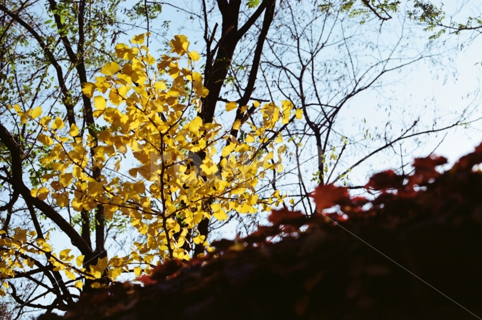 가을,단풍,은행나무,자연,풍경,감성,가을,계절,fall,autumn,season,식물,자연,plants,nature,나무,trees,wood,leaf,잎,plant,tree,tree trunk,나무 줄기