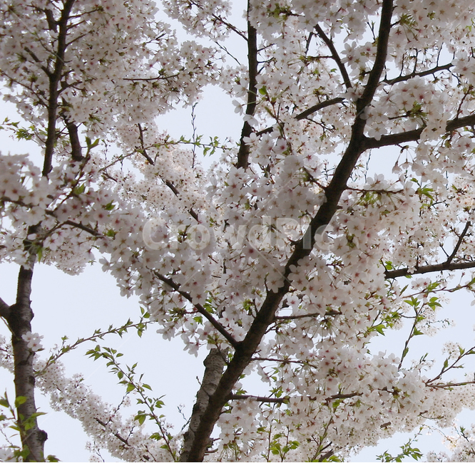 벚꽃,봄,꽃,나무,꽃잎,자연,식물,풍경,봄,계절,spring,season,식물,자연,plants,nature,꽃,flower,plant,blossom