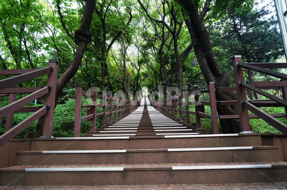 계단,공원,나무,초록,stairs,인천,녹색,풍경,끝없는,park,tree,green,자연,풍경,nature,landscape,outdoors,옥외,garden,정원,arbour,정자