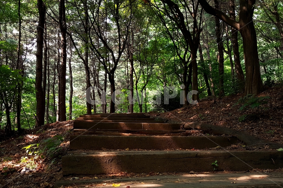 숲,나무,계단,자연,햇빛,그림자숲,여름,연두,녹색,녹음,숲그늘,green,cool,woods,forest,evergreen,leaves,branches,sunlight,shadow,healing,walkway,trail,step,stairs,신록,힐링,산책,계절,나뭇잎,가지