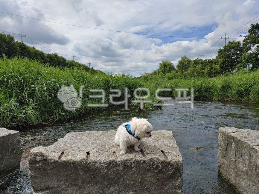 말티즈,강아지,반려동물,말티,개,귀여운,큐티,하천,산책,행복,웃음,즐거움,메롱,사랑,돌다리,꽃,꽃개,구름,화창한,맑음,풀숲,천변,가을