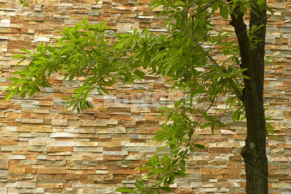 벽,나무,돌담,초록색,회화,식물,자연,plants,nature,나무,trees,wood
