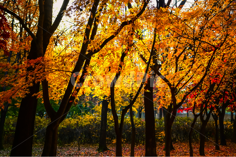tree,나무,plant,식물,ground,단풍,낙엽,자연,가을,계절,fall,autumn,season,자연,풍경,nature,landscape