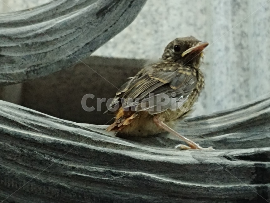 animal,동물,bird,새,아기새,딱새,솜털