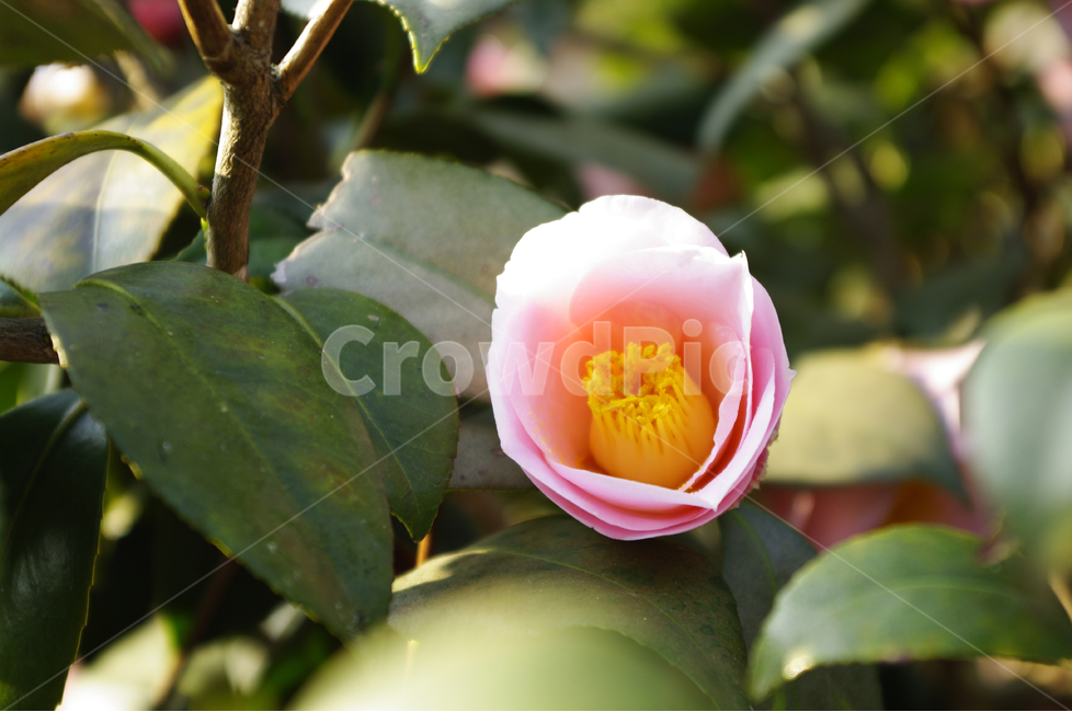 동백꽃,분홍동백꽃,꽃,봄,봄날,봄풍경,봄꽃,감성,spring,flower,봄길,산책,봄나들이,식물,분홍색,봄,계절,spring,season,식물,자연,plants,nature,꽃,flower,plant