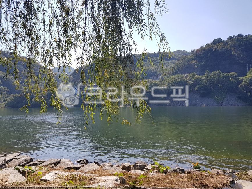 자연, 강, 여름, 버드나무, 강가, 사진,이미지,일러스트,캘리그라피 - 소소한공간작가