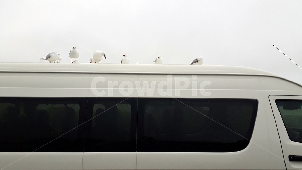 갈매기,가족,친구,휴식,줄서기,제식,정렬,새,호주,동물,animal,조류,새,birds