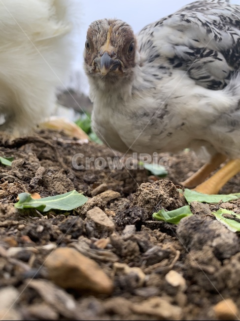 새,닭,치킨,눈,부리,자연,가금류,동물,chicken,동물,animal,조류,새,birds