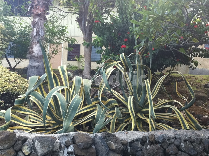 열대식물,식물,나무,풀,plant,식물,자연,plants,nature