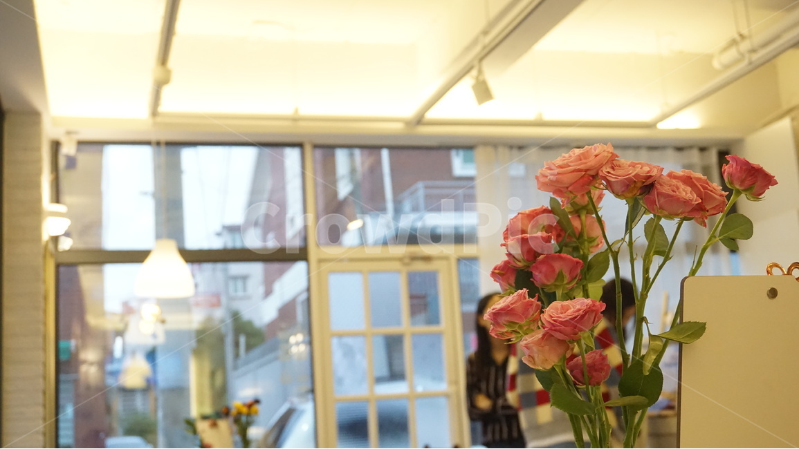 카페,실내,장미,자나장미,식물,자연,식물,자연,plants,nature,꽃,flower,실내용화초,화분,화초,house plant,인테리어,실내디자인,interior design