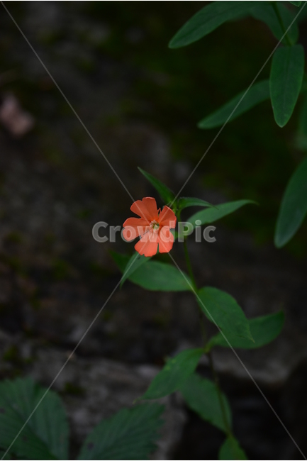 동자꽃,야생화,식물,자연,꽃,생태,힐링,플라워,wildflower,flower,plants,nature,season,감성,느낌,emotion,feeling,여름,오렌지색,여러해살이풀,석죽과,동자꽃속,식물,자연,plants,nature,꽃,flower