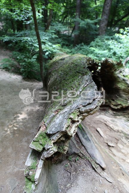 고목,tree,나무,목재,wood,자연,nature,옥외,초목,vegetation,outdoors,나무줄기,treetrunk,삼림지,woodland