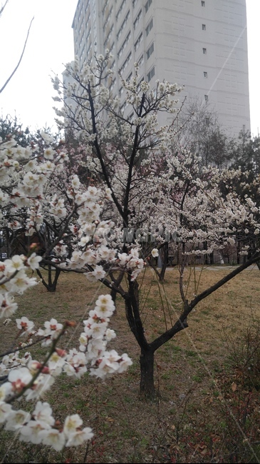 꽃,벚꽃,봄,벚꽃나무,꽃잎