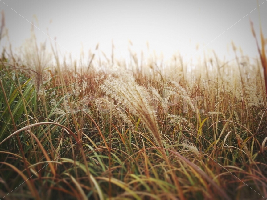 가을,갈대,억새,사진,감성사진,작년,추억,추억사진,친구,소풍,노을,바람,자연,하늘,가을,계절,fall,autumn,season,식물,자연,plants,nature,감성,sensible,feeling,plant