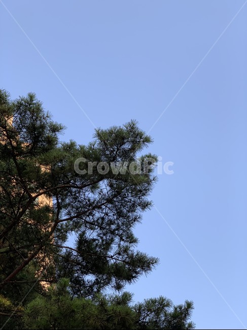 하늘,풍경,tree,나무,plant,식물,전나무,자연,nature,식물,자연,plants,nature,나무,trees,wood