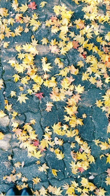 단풍,가을,나뭇잎,낙엽,leaf,maples,fall,autumn
